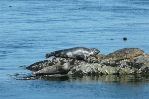 SEALS