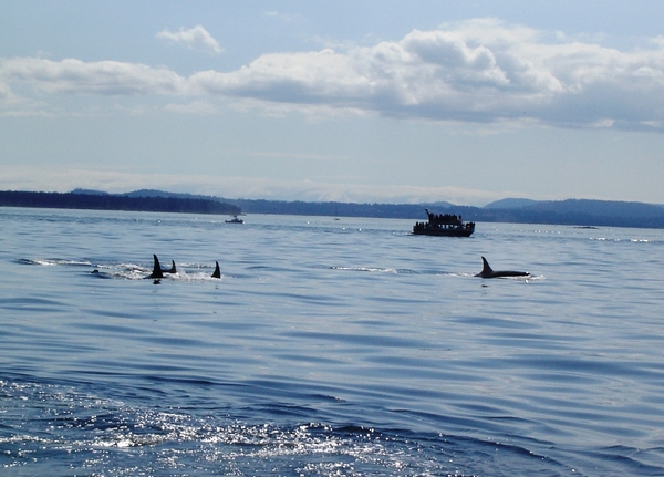 WHALEWATCHING