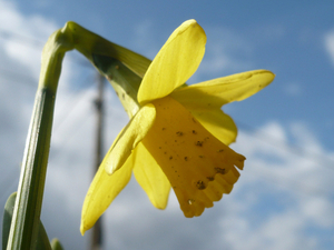 bloem bewerkt