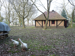 stal met zwanen