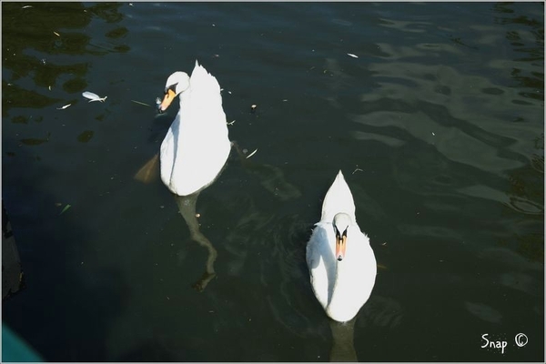 Zwannen op de kleine Nete