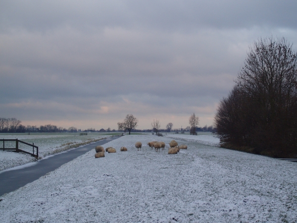 schaapjes met sneeuw