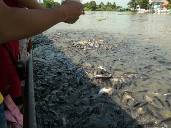 THAILAND I okt 08 307