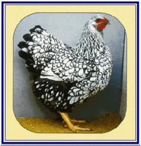 Zilver zwartgezoomd hen