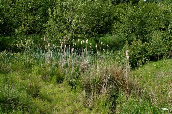 Natuurdomein-Vierkaven-Moorslede-2014