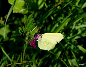 Citroenvlinder