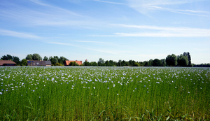 Landschapsfoto-2015