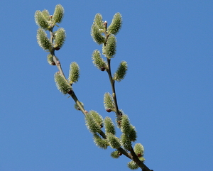 Wilgenkatjes-1
