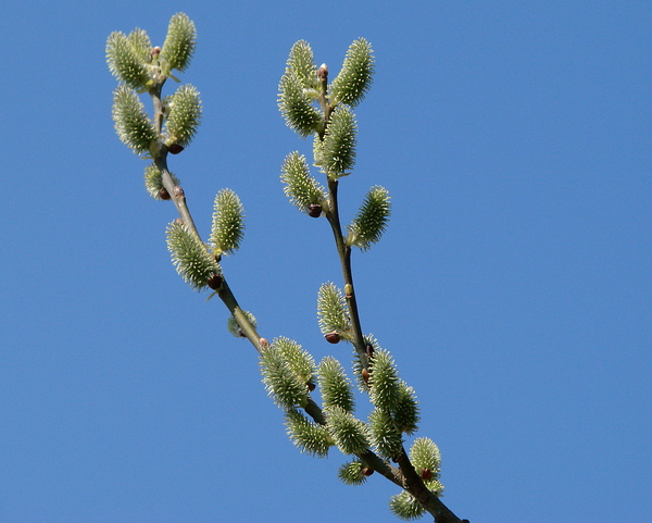 Wilgenkatjes-1