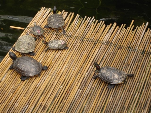 ook de schildpadden waren van de partij.