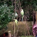 Groene halsbandparkieten