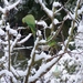 Parkieten in de sneeuw