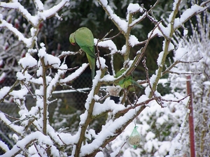 Parkieten in de sneeuw