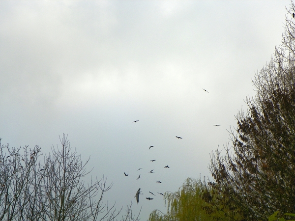 Kraaien verjagen reiger.