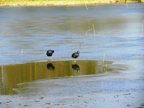 Waterhoentjes