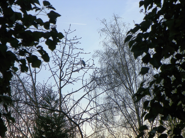 Reiger in boom.