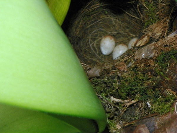 Nestje roodborst in bloempot met plant.