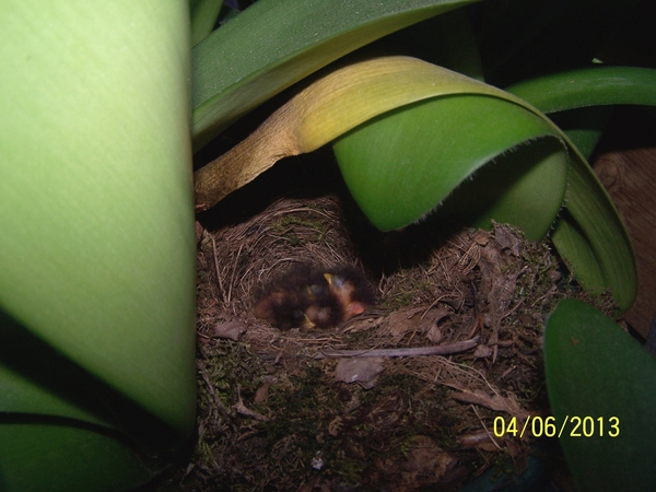 Jonge van roodborst in bloempot