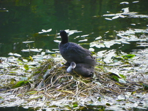 1 aug nest waterhoentjes