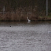 Zilverreiger