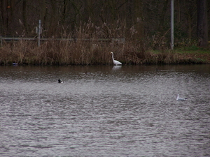 Zilverreiger