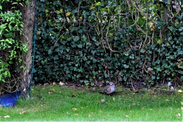 Europese steenpatrijs in mijn tuin.