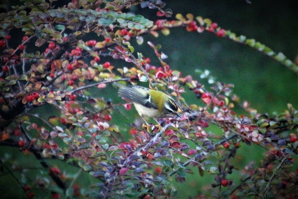 12 NOV GOUDHAANTJE