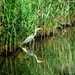 11-06-05 reiger6
