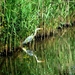 11-06-05 reiger6