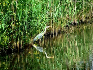 11-06-05 reiger6