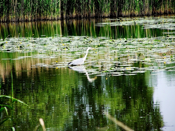 11-06-05 reiger4