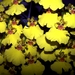 Oncidium