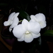 dendrobium wit