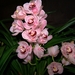 Cymbidium Summer Pearl Sonja