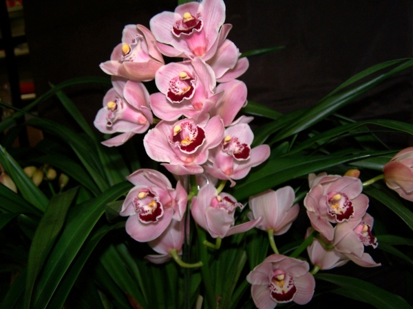 Cymbidium Summer Pearl Sonja