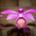 Pleione tongariro