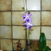Blauwe orchidee