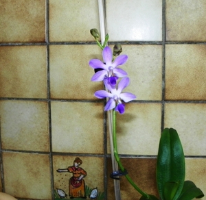 Blauwe orchidee