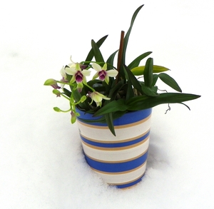 Dendrobium in de sneeuw