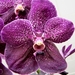 Vanda