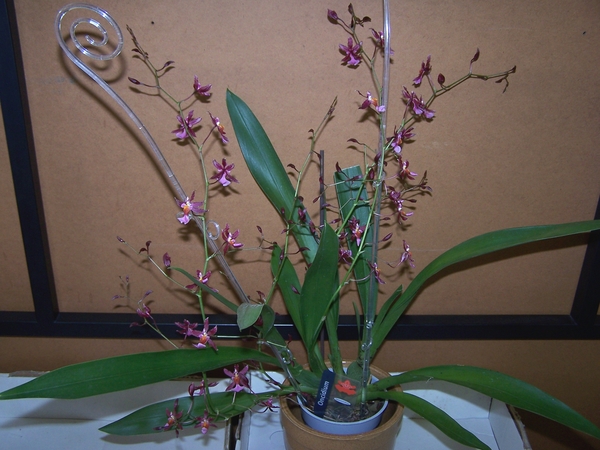 Oncidium