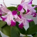 Dendrobium Phalaenopsis