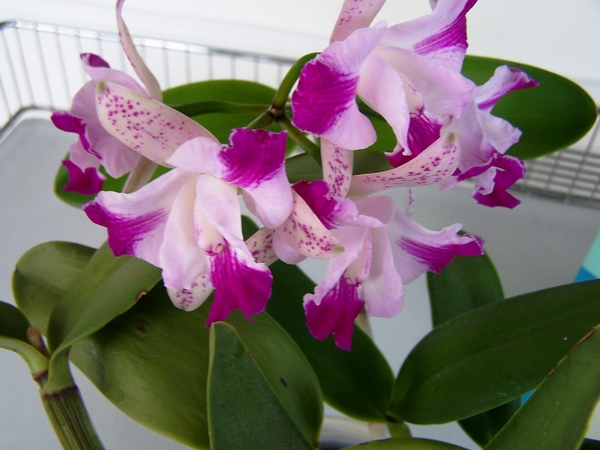 Dendrobium Phalaenopsis