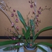 Oncidium