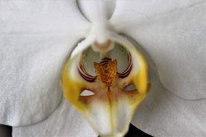 18 feb 2017  witte orchidee