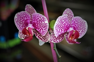 27 feb 2017 paars-wit orchidee