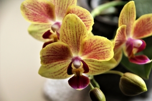 27 febb 2017 mini orchidee