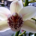 Cymbidium Bethlemhem ridgeway