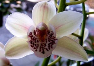 Cymbidium Bethlemhem ridgeway