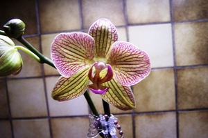 Phalaenopsis  Alice gloria